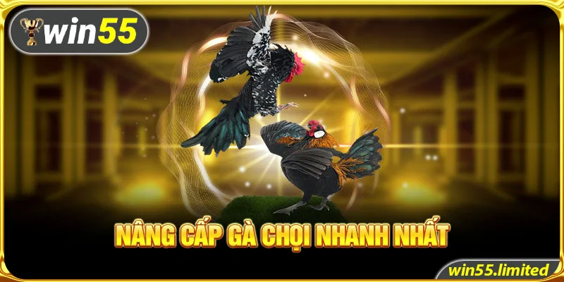 Nâng cấp gà chọi nhanh nhất