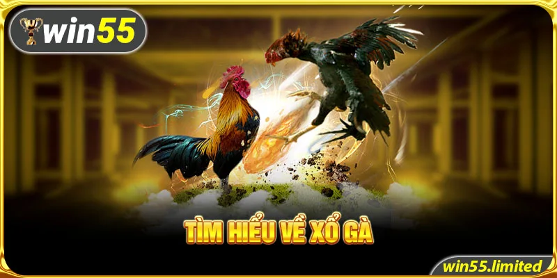 Tìm hiểu về xổ gà